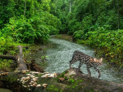 January Joy in our Jubilant Southern Zone of Costa Rica