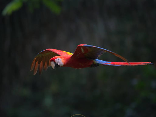 Tripping Through July in our Glorious Southern Zone of Costa Rica