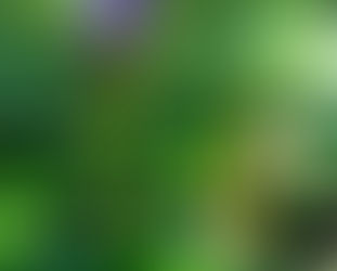 Sheer beauty in our Summertime Southern Zone of Costa Rica