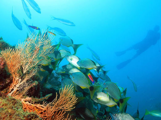 Happy to be in our Magnificent Southern Zone of Costa Rica