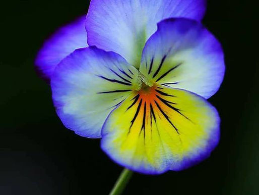 Leaving June with lots of Shakin' Going On in our Glorious Southern Zone of Costa Rica