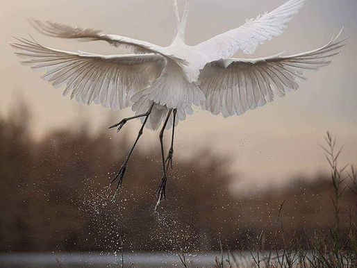 Pure joy in our Spectacular Southern Zone of Costa Rica