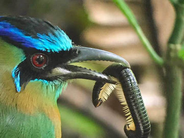 Where did January go???? Happy Days Whizzing By in the beautiful Southern Zone of Costa Rica