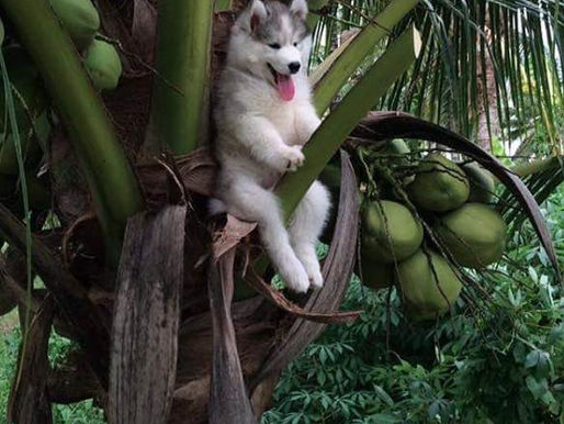 Blessed Autumnal Equinox ... Coconuts for all in our Precious Southern Costa Rica