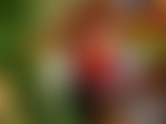 Bye Bye 2016 ... Blessed Times Ahead for 2017 in our Glorious Southern Costa Rica