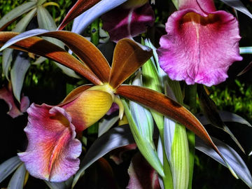 Semana Santa ... Holy Week in our Blessed Southern Zone of Costa Rica