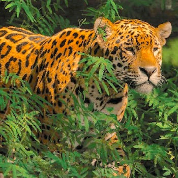 Welcoming November to our Ever Exciting Southern Zone of Costa Rica