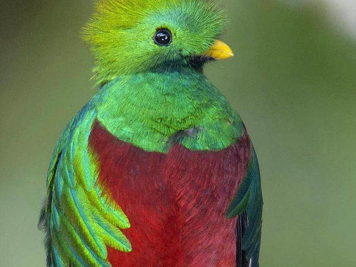 Magical May in our Southern Zone of Costa Rica