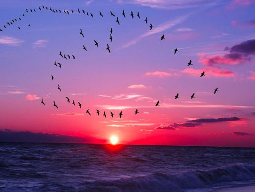 Feeling Infinite Gratitude in our Southern Zone of Costa Rica