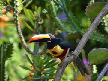 Beauty in our Extremely Diverse Southern Zone of Costa Rica