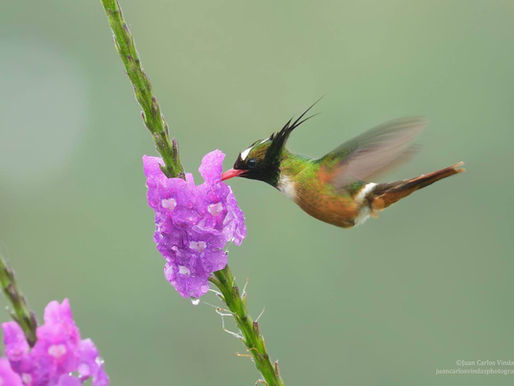 Loving the changing seasons in our Magnificent Southern Zone of Costa Rica