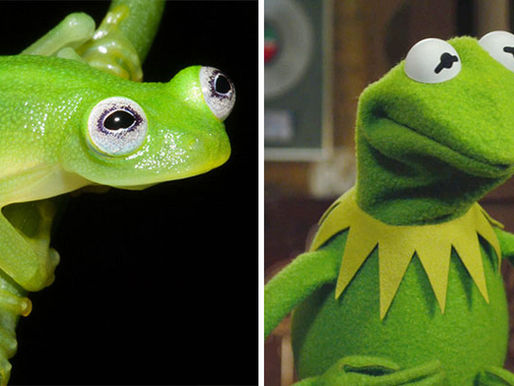 Even Kermit loves our Southern Zone of Costa Rica