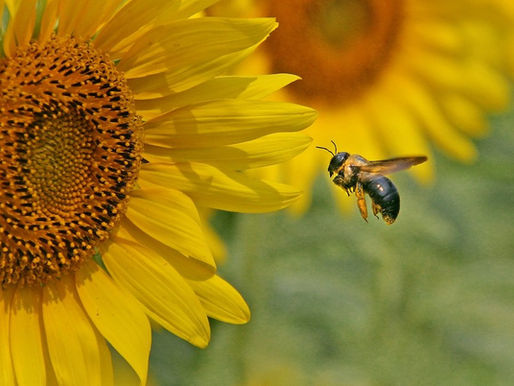 Meteor Shower on its Way to our Fabulous Southern Zone of Costa Rica