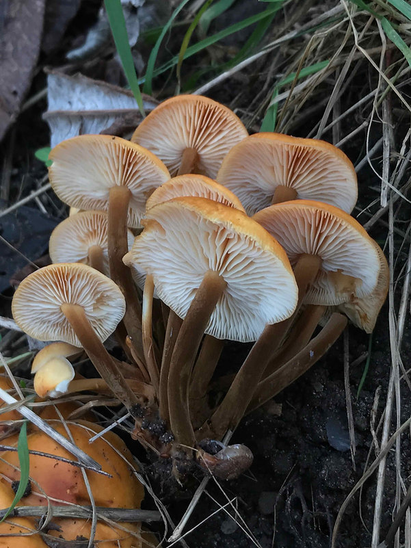 https___svampe.databasen.org_uploads_202