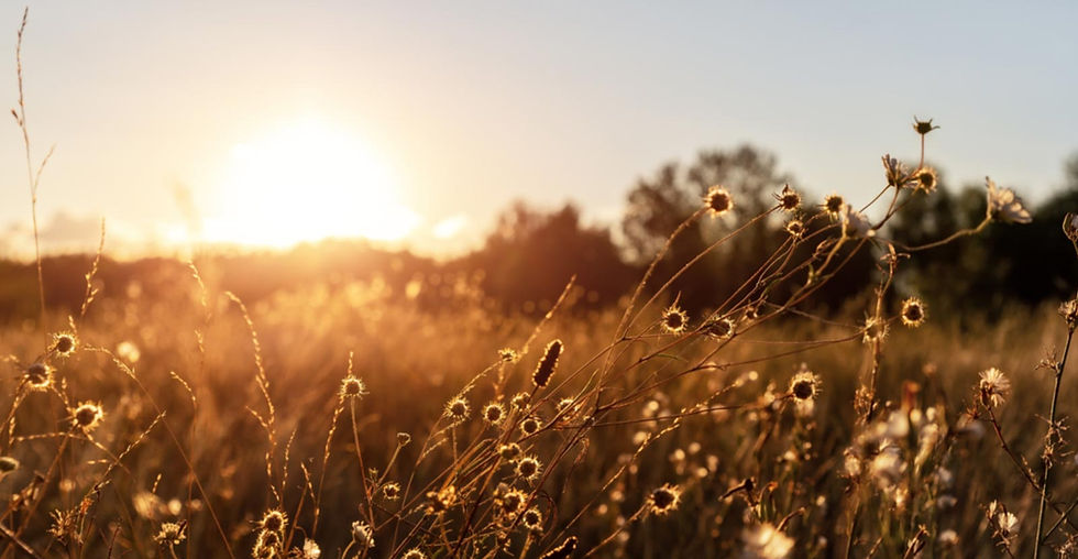 sunrise-wildflowers-AdobeStock_393086572_lr.jpg