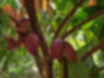 64 red pods