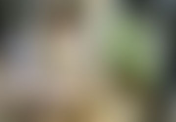 Fantastic Lifetime Collection in Williams, CA