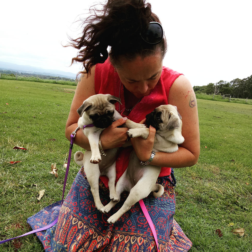 Baby Pugs