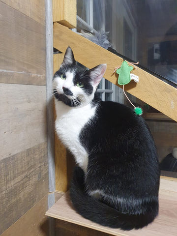 Chat noir et blanc en pension à La Canicolo de Manon, pension pour chats Yonne et Aube dans un cadre calme et sécurisé.