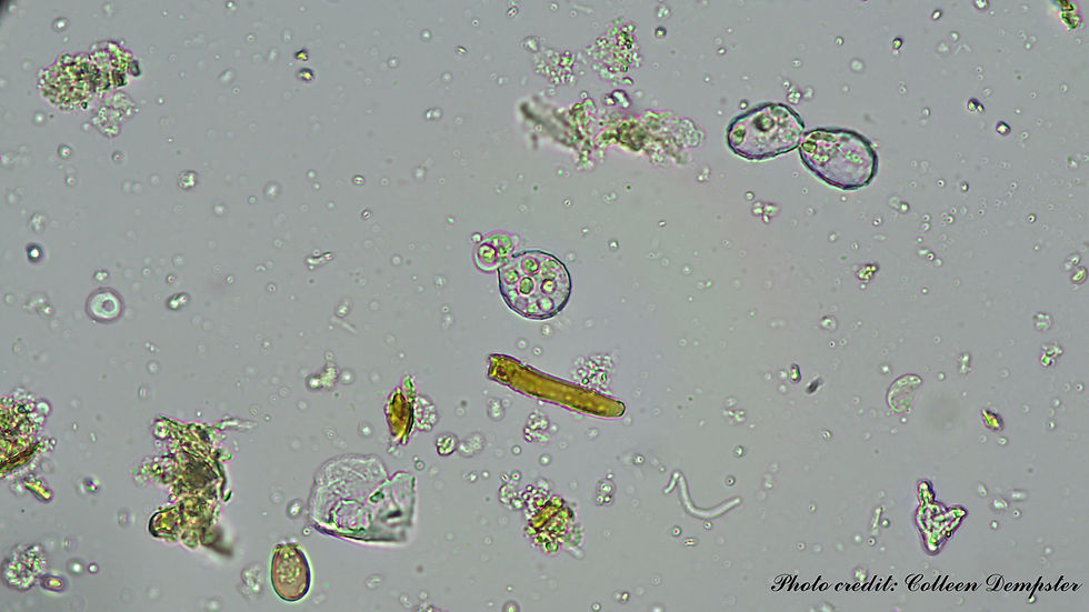 Green Thumbs Worm Compost_Jan 2025 5_credited