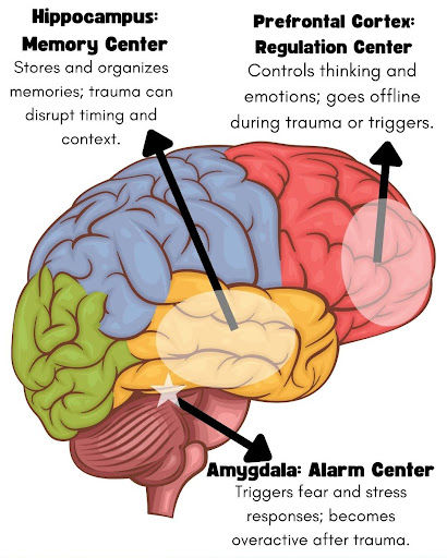 Diagram of a brain in pink, yellow, green, and blue, highlighting the hippocampus, prefrontal cortex, and amygdala with text descriptions.