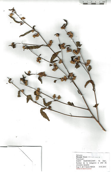 Pavonia paludicola Nicols. ex Fryxell