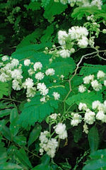 Acacia retusa (Jacq.) R.A.Howard