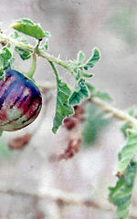 Solanum cf. agrarium Sendtn