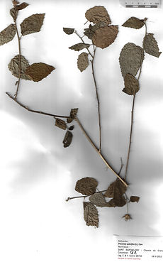 Pavonia spinifex (L.) Cav.