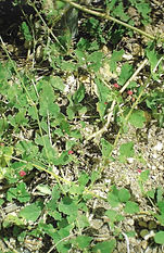 Boerhavia diffusa L.