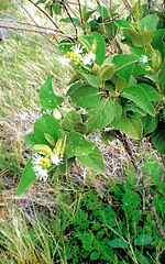 Croton astroites Dryand. in Ait. (GPS)