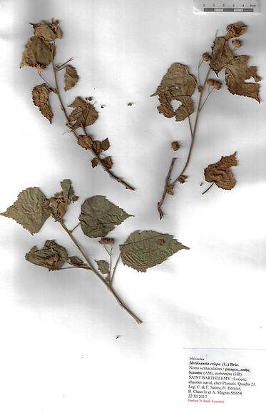 Herissantia crispa (L.) Briz.