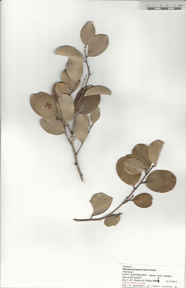 Maytenus laevigata (Vahl) Griseb. ex Eggers