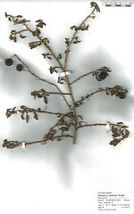 Solanum cf. agrarium Sendtn