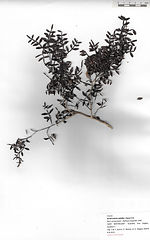Zanthoxylum spinifex (Jacq.) DC.