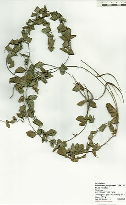 Metastelma parviflorum (Sw.) R. Br. ex J.A. Schultes