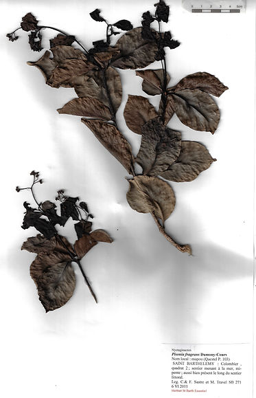 Pisonia fragrans Dum. Cours