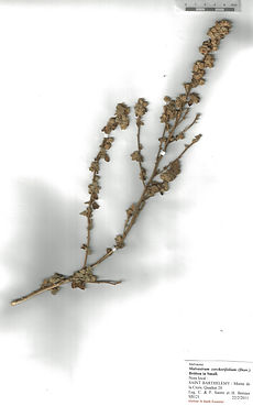 Malvastrum corchorifolium (Desr.) Britton ex Small