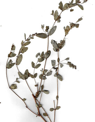 Chamaesyce hypericifolia (L.) Millsp.