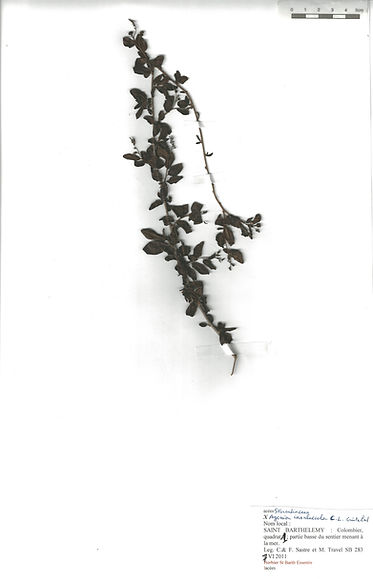 Ayenia insulaecola C.L. Cristobal