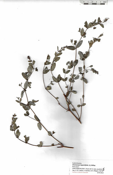 Chamaesyce hypericifolia (L.) Millsp.