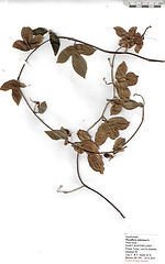 Passiflora suberosa L.