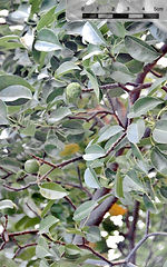 Hippomane mancinella L.