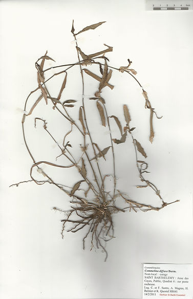 Commelina diffusa Burm. F.