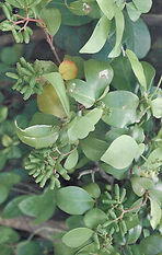 Pisonia fragrans Dum. Cours