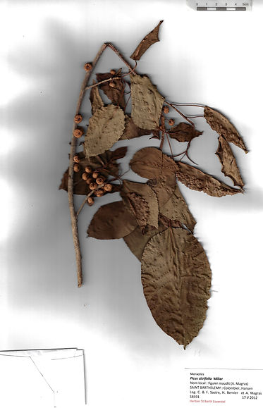 Ficus citrifolia Miller