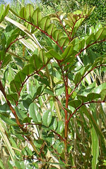 Zanthoxylum punctatum Vahl