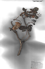 Pisonia fragrans Dum. Cours