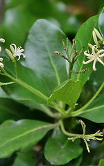 Erithalis fruticosa L.