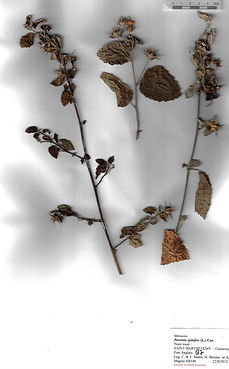 Pavonia spinifex (L.) Cav.